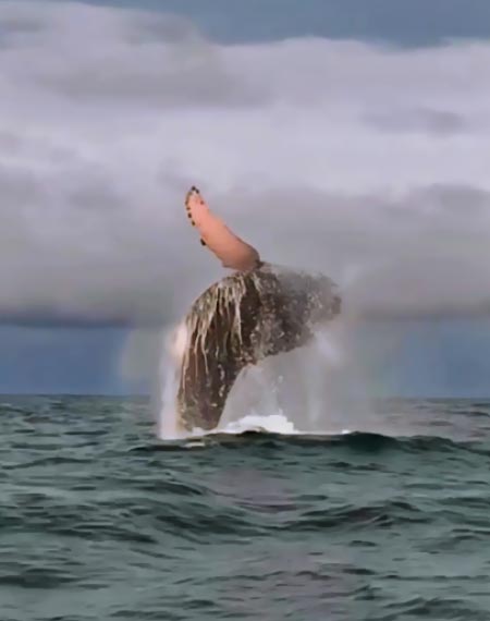 GARANTIZAMOS EL AVISTAMIENTO DE BALLENAS EN NUQUÍ O BAHÍA SOLANO